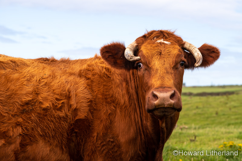 Brown cow on the Anglesey Coastal Path, North Wales