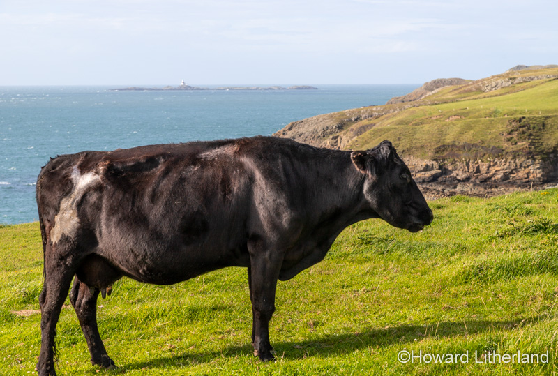Black cow on the Anglesey Coastal Path, North Wales