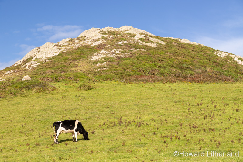 Friesian Cow on the Anglesey Coastal Path, North Wales