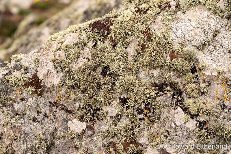 Lichen on rock, Anglesey, North Wales