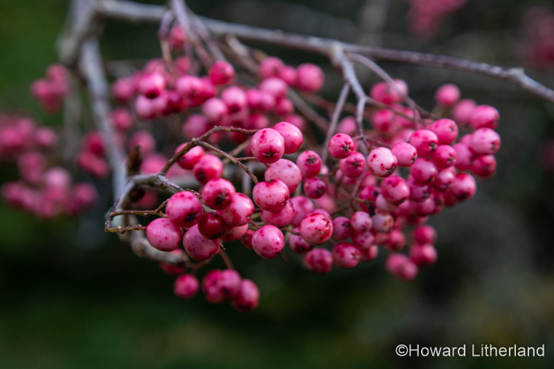 Pink berries on a branch in autumn