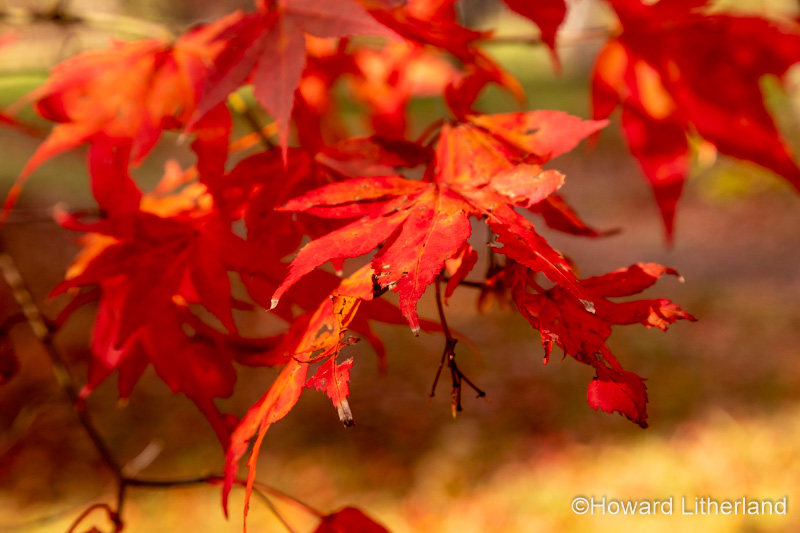 Acer tree with colouful autumn leaves