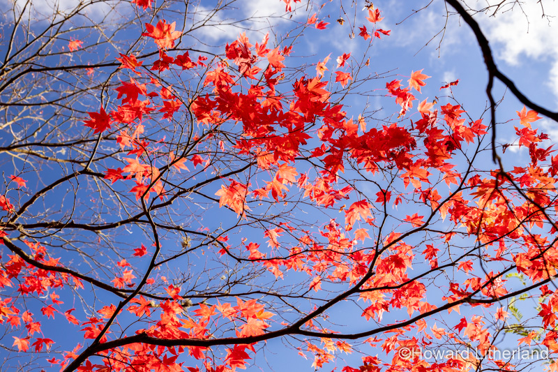 Acer tree with colouful autumn leaves