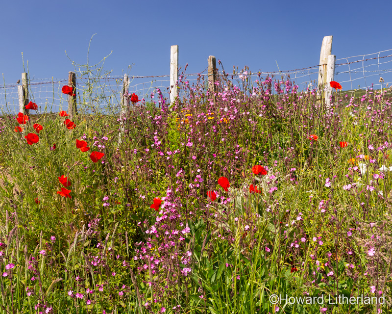 Wildflowers in the summer sunshine at Church Bay on the Isle of Anglesey, North Wales