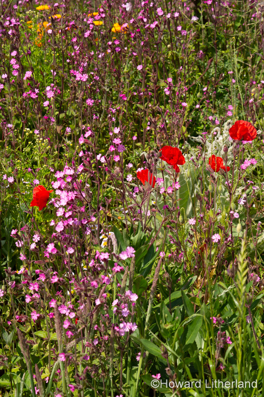 Wildflowers in the summer sunshine at Church Bay on the Isle of Anglesey, North Wales