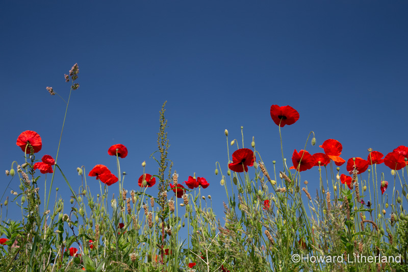 Wild poppies in the summer sunshine at Church Bay on the Isle of Anglesey, North Wales