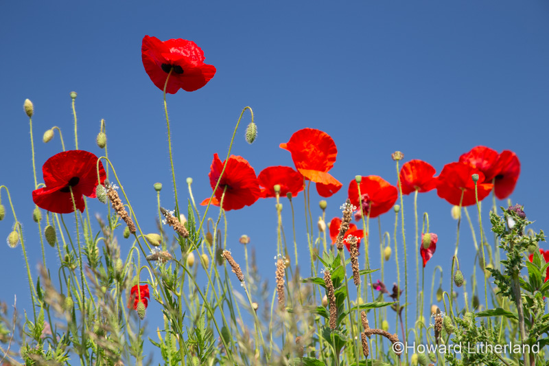 Wild poppies in the summer sunshine at Church Bay on the Isle of Anglesey, North Wales