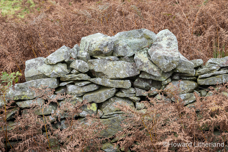 Drystone wall near Cilcain, North Wales