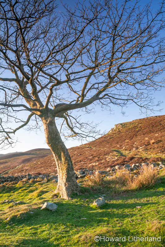 Solitary tree at Cilcain in the Clwydian Range, North Wales