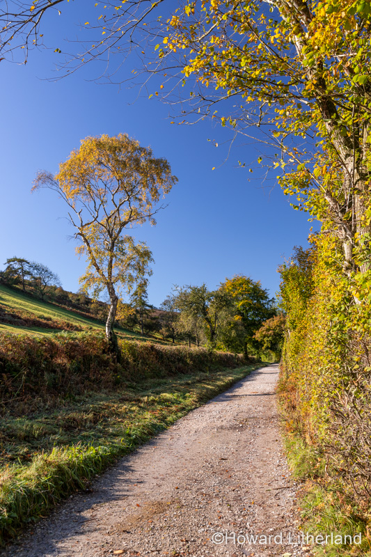 Tree in autumn near Cilcain, North Wales