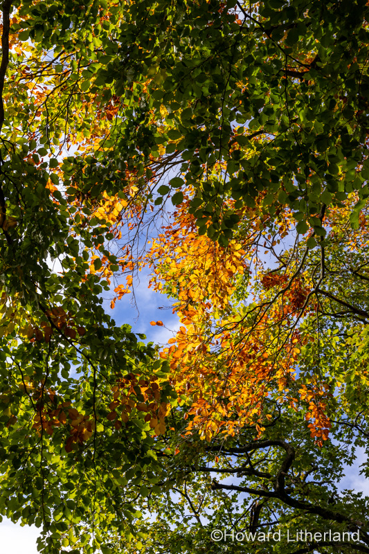 Tree in autumn near Cilcain, North Wales