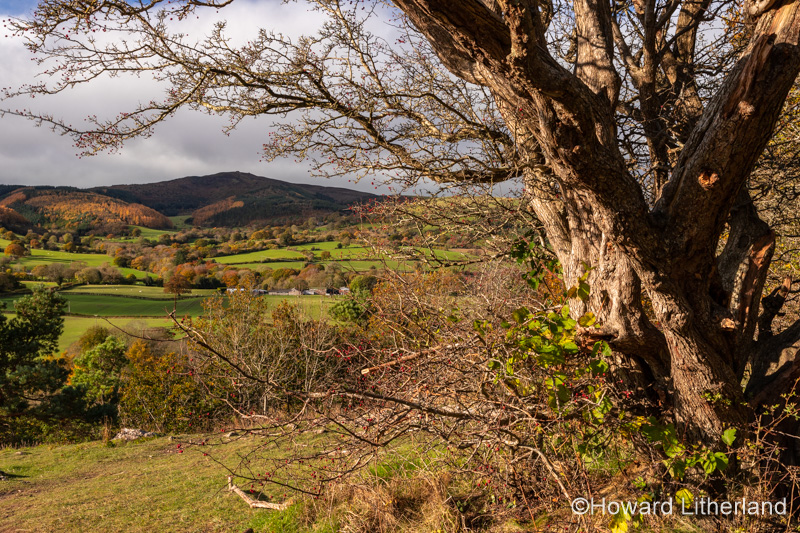 Clwydian Range Area of Outstanding Natural Beauty, North Wales, in Autumn