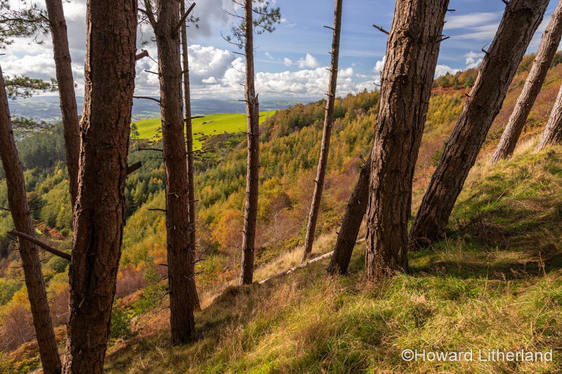 Coed Llangwyfan forest, Clwydian Range, North Wales