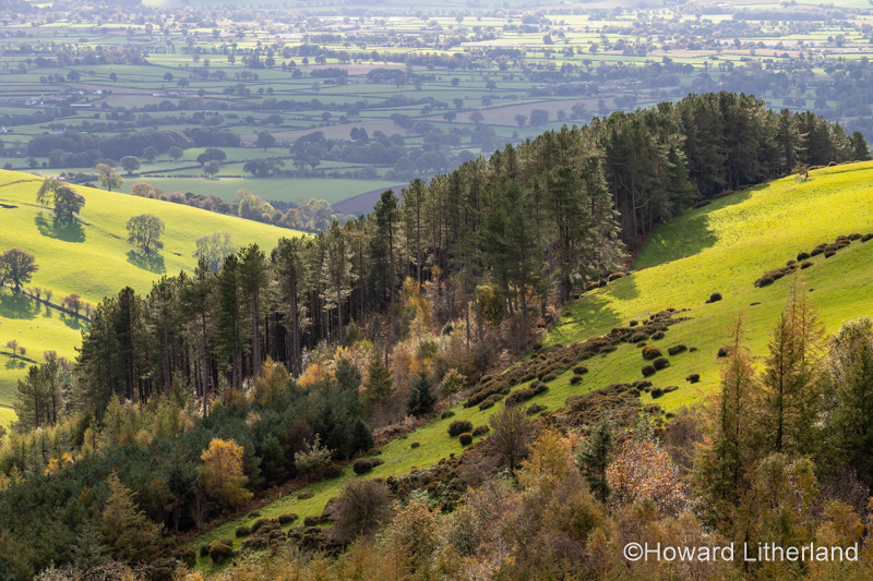 Coed Llangwyfan forest, Clwydian Range, North Wales