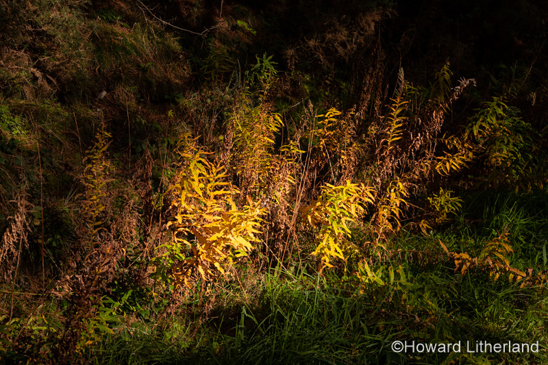 Ferns in sunlight, Clwydian Range, North Wales