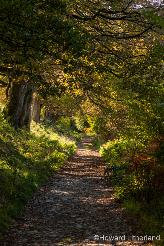 Path through Coed Llangwyfan forest, Clwydian Range, North Wales