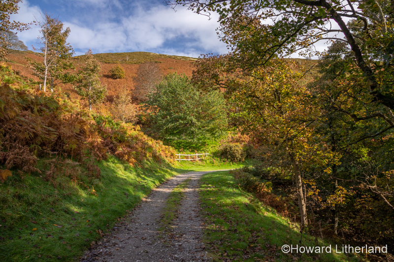 Path thought Coed Llangwyfan forest, Clwydian Range, North Wales
