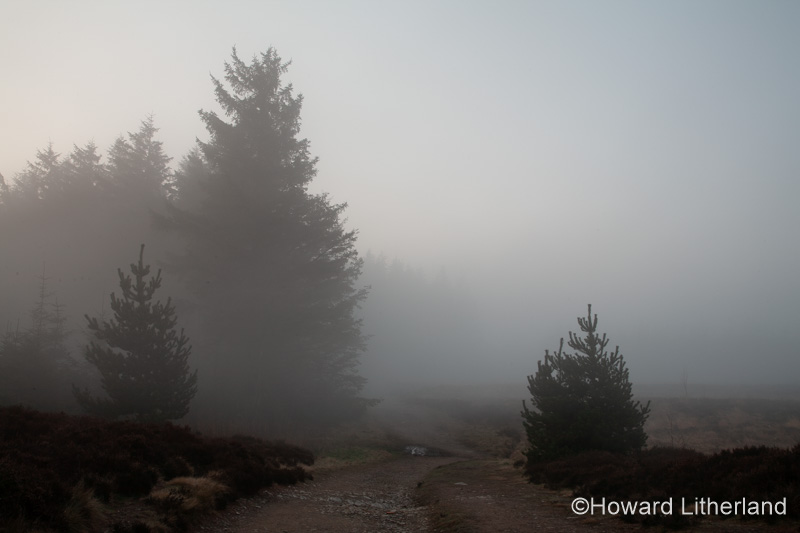 Trees in mist, Clwydian Range, North Wales