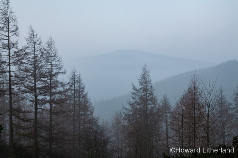 Trees in mist, Clwydian Range, North Wales