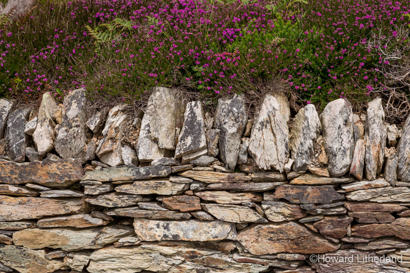 Drystone wall and heather at South Stack on the Isle of Anglesey, North Wales
