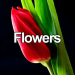 Flowers Photo Gallery