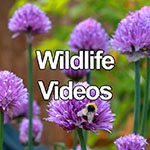 Videos featuring Wildlife