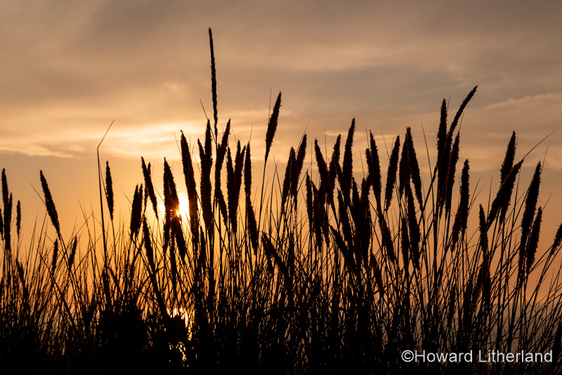 Coastal grass in silhouette at sunset on the North Wales coast at Llandudno