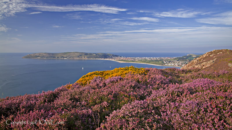 Heather with Llandudno in the background, North Wales