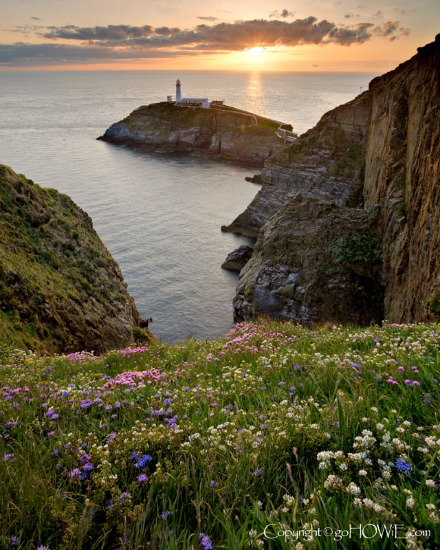 South Stack lighthouse and wild flowers, Anglesey, North Wales