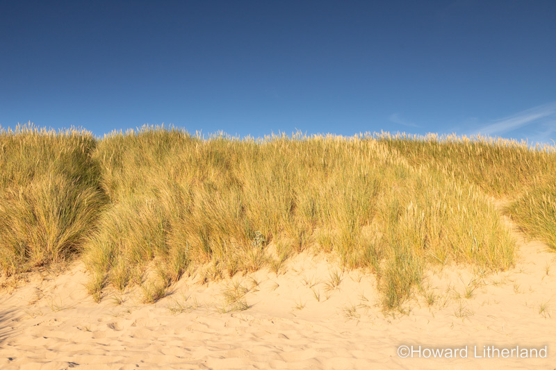 Sand dune at Llandudno West Shore, North Wales coast