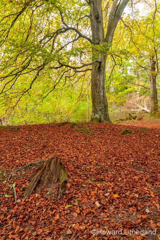 Trees in autumn, Clwydian Range, North Wales