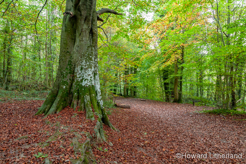Trees in autumn, Clwydian Range, North Wales