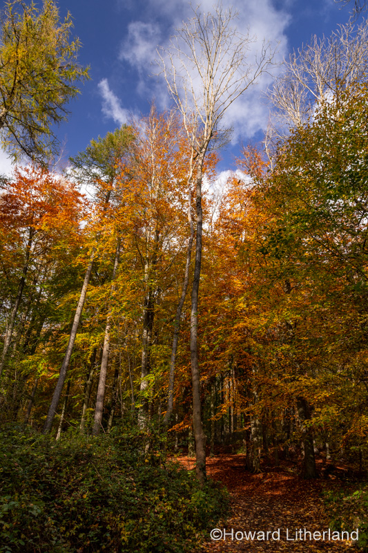 Trees in Autumn, Loggerheads Country Park, North Wales