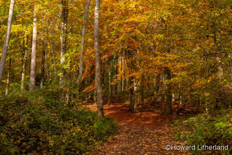 Trees in Autumn, Loggerheads Country Park, North Wales