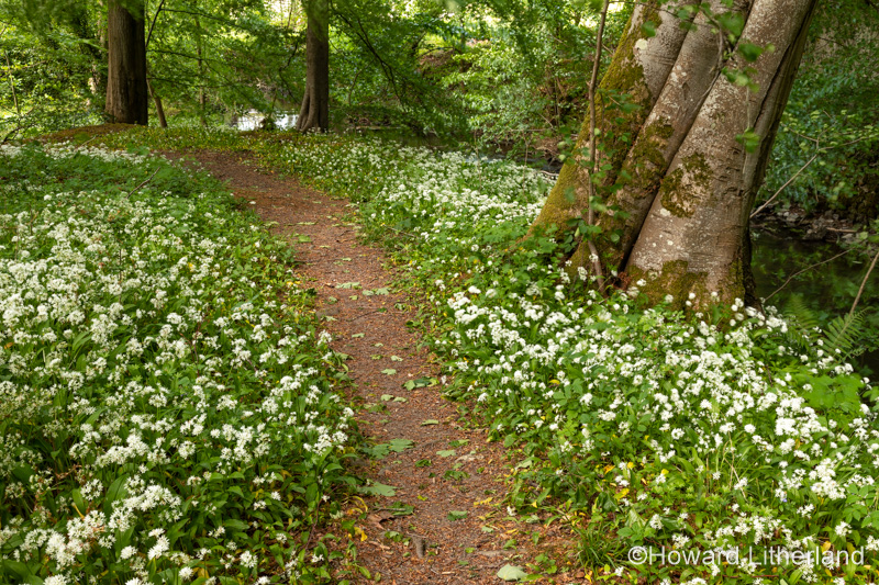 Path through woods carpeted with wild garlic flowers