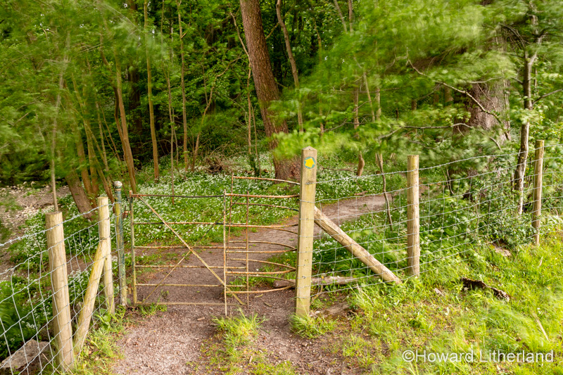 Kissing gate on path through woods