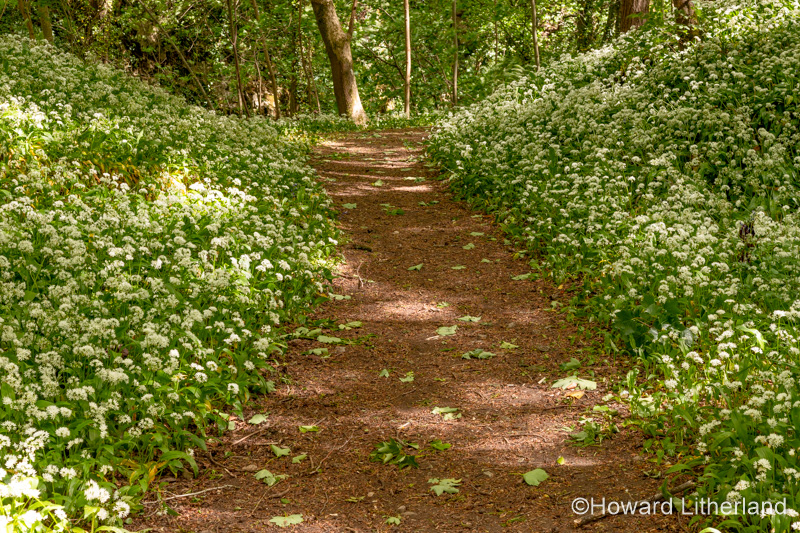 Path through woods carpeted with wild garlic flowers