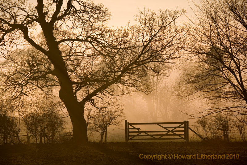 Mist, tree and gate, Rhuallt, North Wales