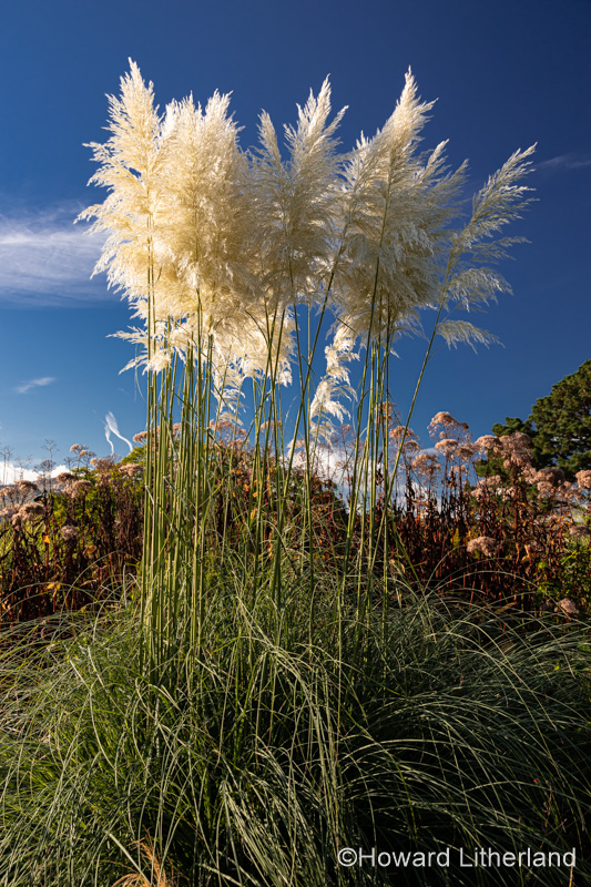 Tall sunlit pampas grass, Cortaderia selloana