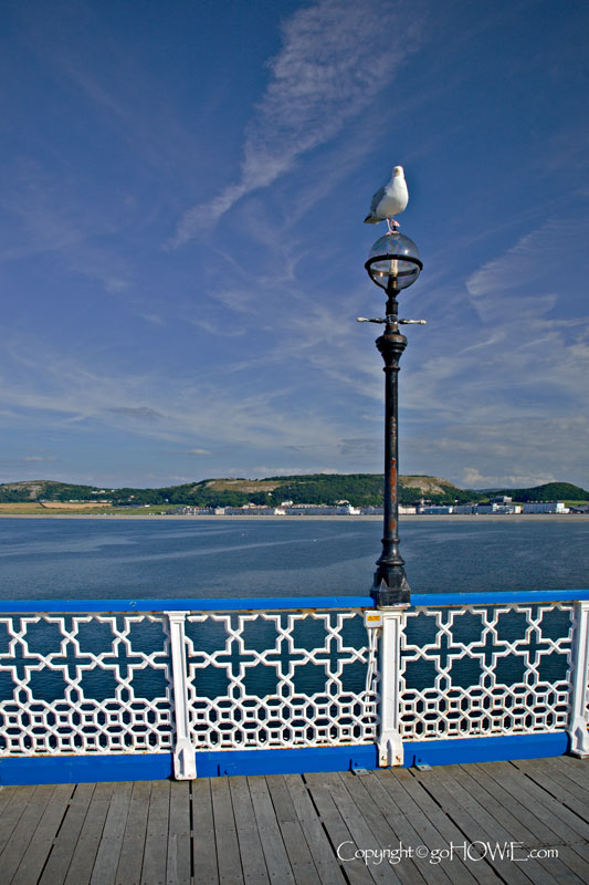 Pier railing and seagull, Llandudno, North Wales