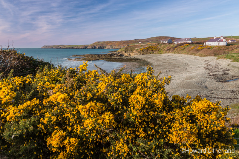 Flowering gorse at Porth Trwyn, Anglesey, North Wales