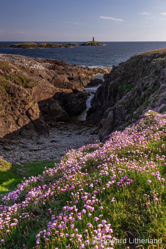 Pink flowers on the cliffs at Rhoscolyn, Anglesey, North Wales on a sunny day