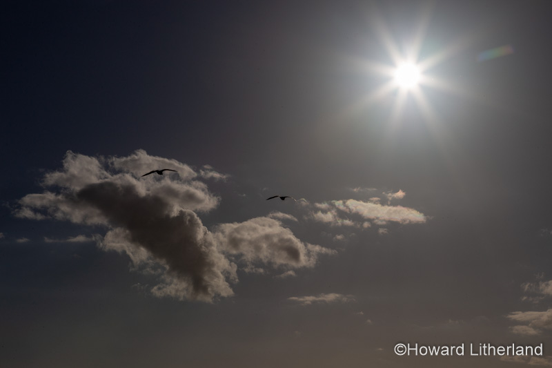 Seagulls flying with sunburst at Rhoscolyn, Anglesey, North Wales