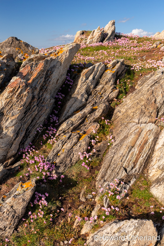 Pink flowers on the cliffs at Rhoscolyn, Anglesey, North Wales on a sunny day