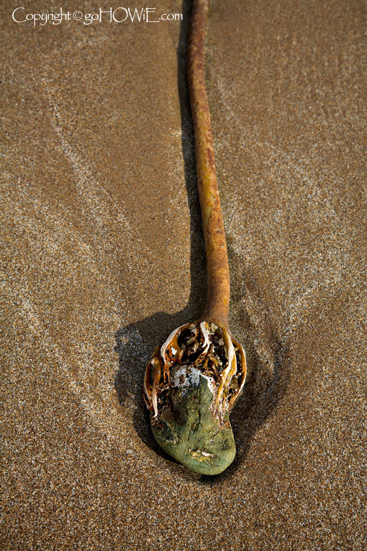 Seaweed on sand, North Wales coast