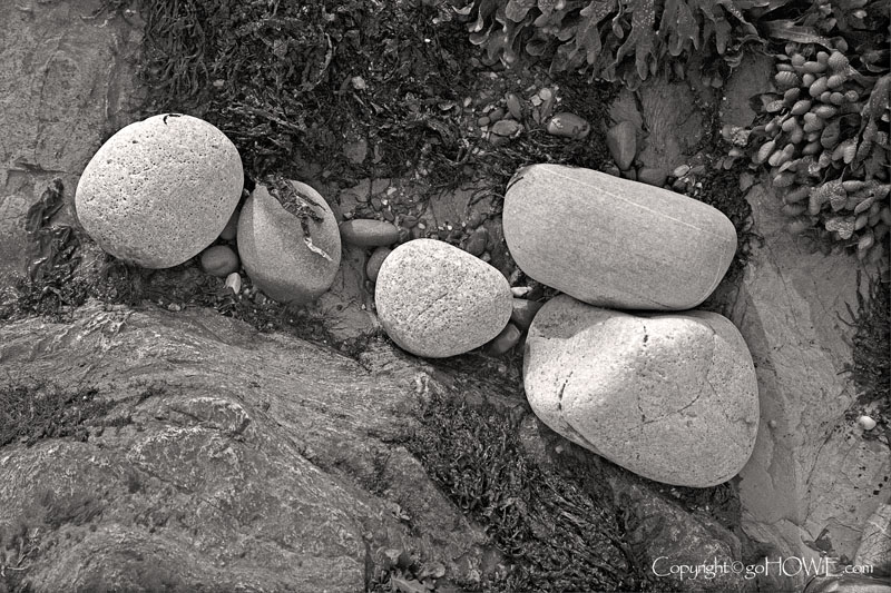 Rounded stones nestled in a rock with seaweed, Penmon Point, Anglesey, North Wales