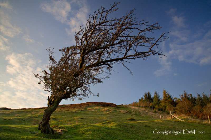 Tree, Moel Famau, North Wales