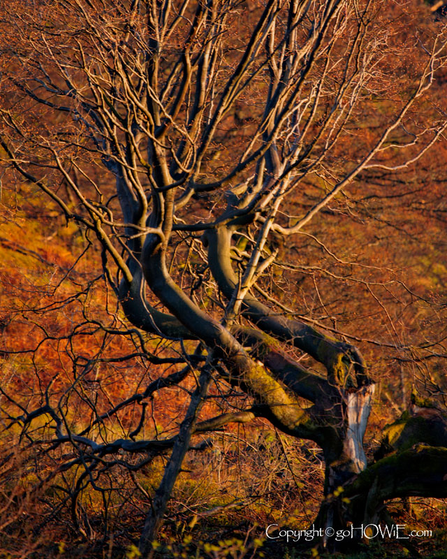Tree, Moel Famau, North Wales