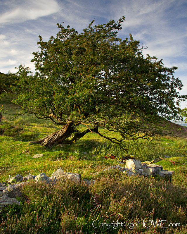Tree, Cilcain, North Wales