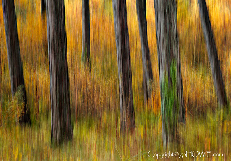 Trees in autumn with motion blur, Maltraeth, Anglesey